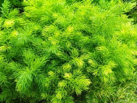 Neem