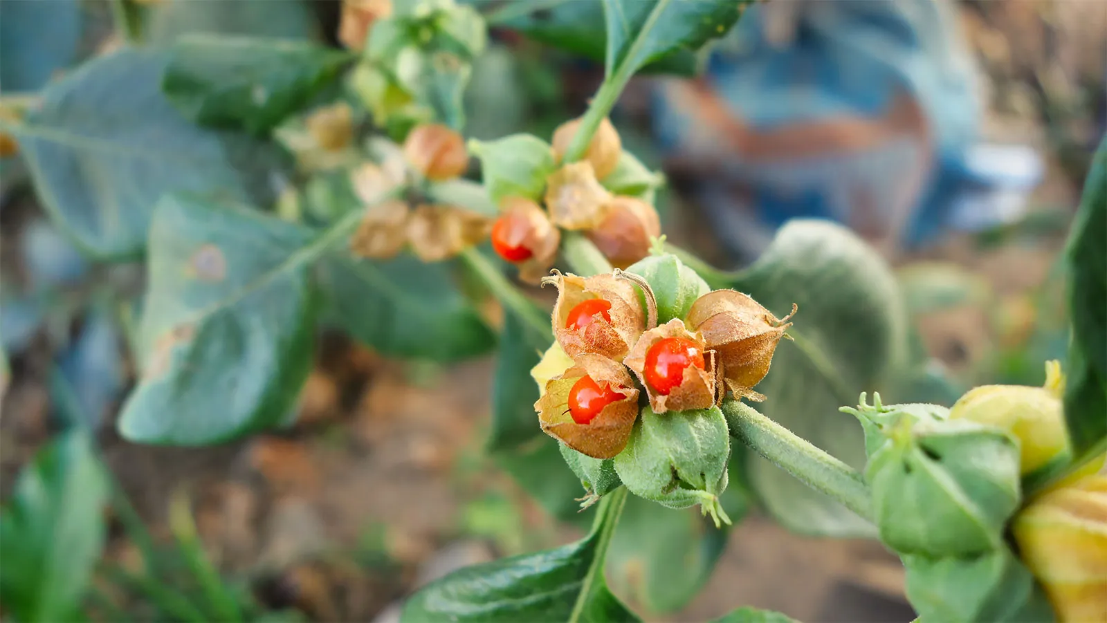 Turmeric